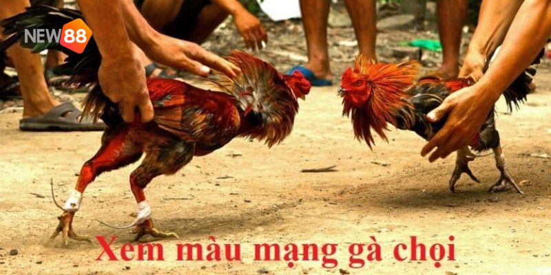 màu mạng gà đá hôm nay