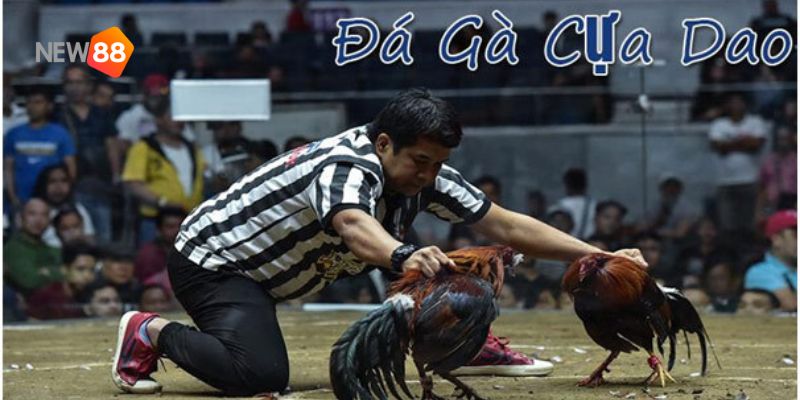 trực tiếp đá gà cựa dao