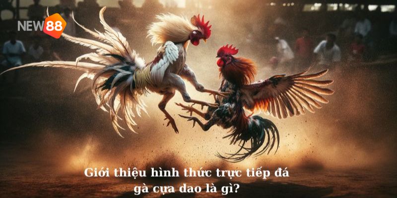 trực tiếp đá gà cựa dao